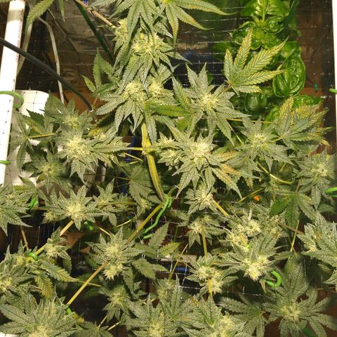 Lemon Garlic OG growlog timeline photo