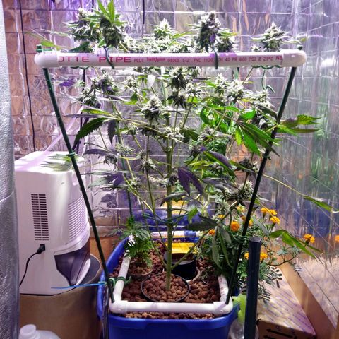 Lemon Garlic OG growlog timeline photo