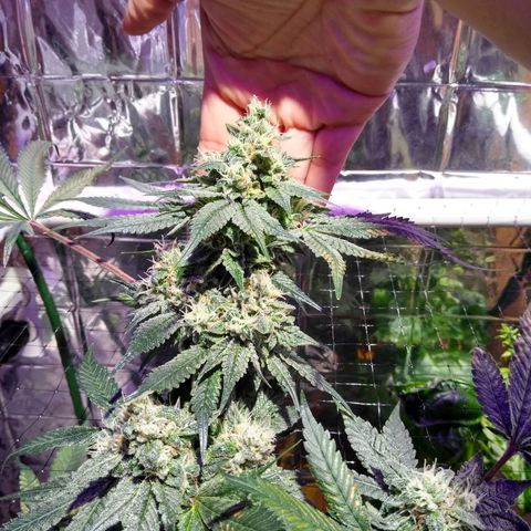 Lemon Garlic OG growlog timeline photo