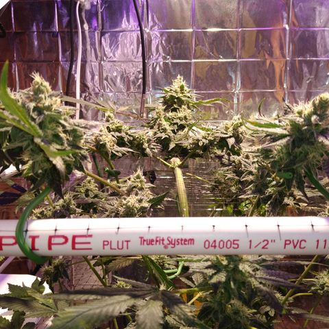 Lemon Garlic OG growlog timeline photo