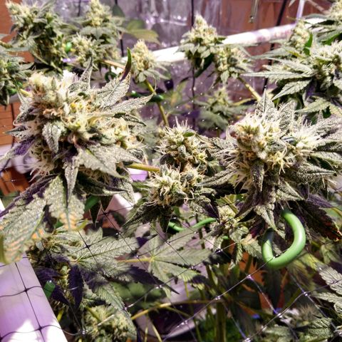 Lemon Garlic OG growlog timeline photo