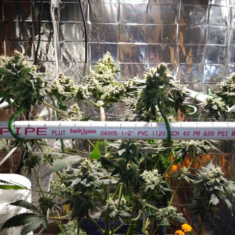 Lemon Garlic OG growlog timeline photo
