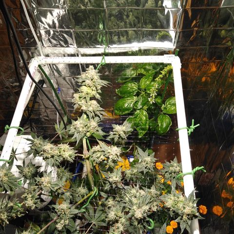 Lemon Garlic OG growlog timeline photo
