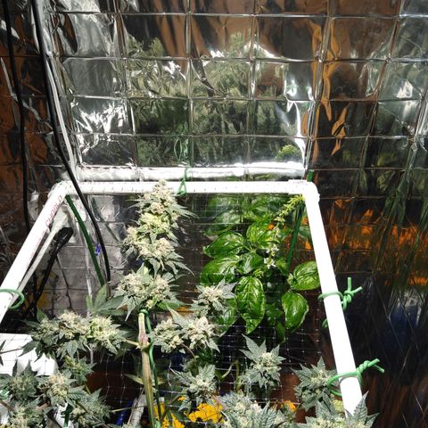 Lemon Garlic OG growlog timeline photo