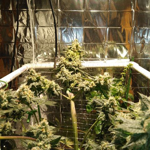 Lemon Garlic OG growlog timeline photo