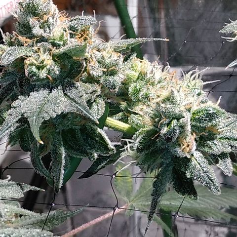 Lemon Garlic OG growlog timeline photo