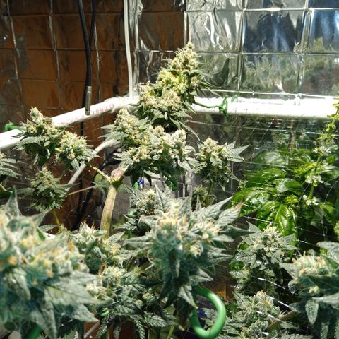 Lemon Garlic OG growlog timeline photo