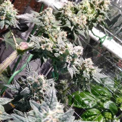 Lemon Garlic OG growlog timeline photo