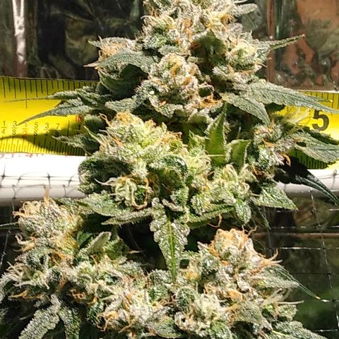 Lemon Garlic OG growlog timeline photo