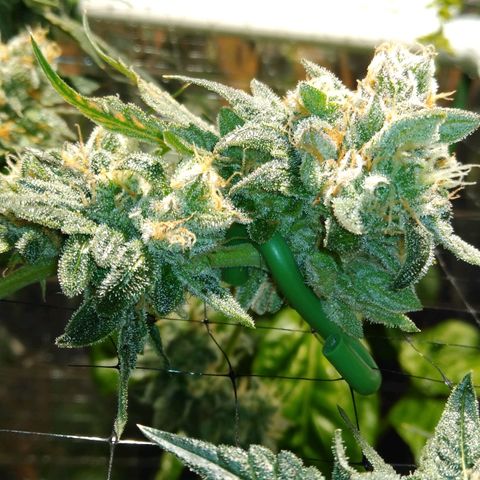 Lemon Garlic OG growlog timeline photo