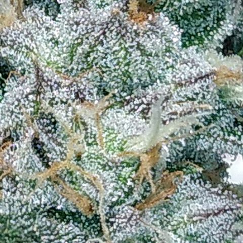 Lemon Garlic OG growlog timeline photo