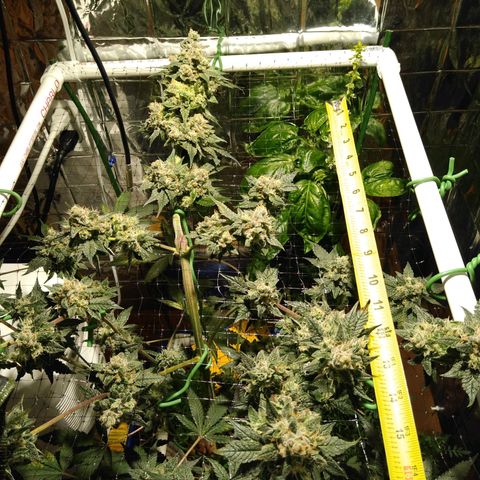 Lemon Garlic OG growlog timeline photo
