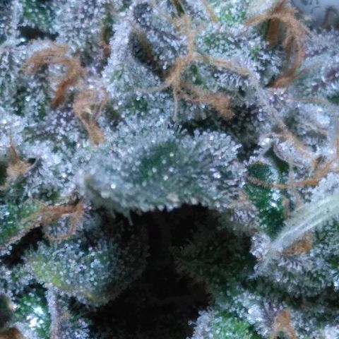 Lemon Garlic OG growlog timeline photo