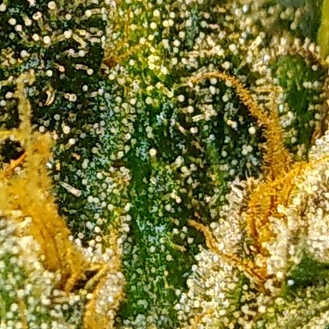 Lemon Garlic OG growlog timeline photo