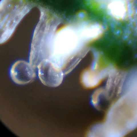 Lemon Garlic OG growlog timeline photo