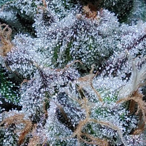 Lemon Garlic OG growlog timeline photo