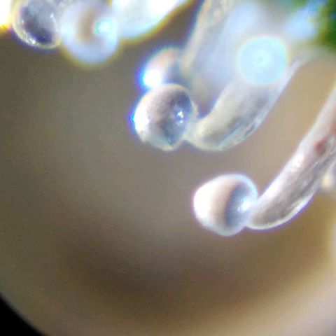 Lemon Garlic OG growlog timeline photo