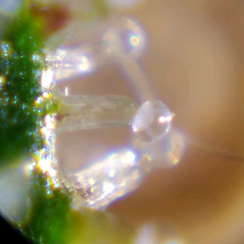 Lemon Garlic OG growlog timeline photo