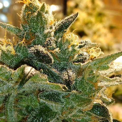 Lemon Garlic OG growlog timeline photo