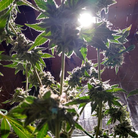 Lemon Garlic OG growlog timeline photo
