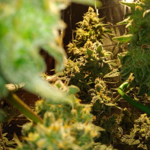 Lemon Garlic OG growlog timeline photo
