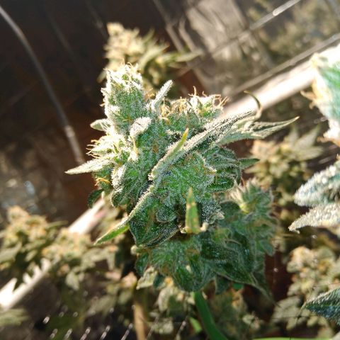 Lemon Garlic OG growlog timeline photo