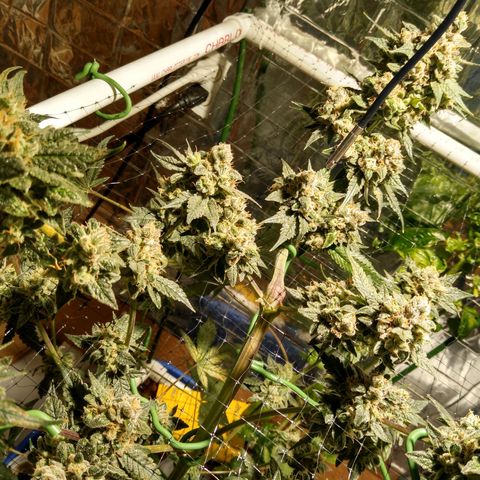 Lemon Garlic OG growlog timeline photo