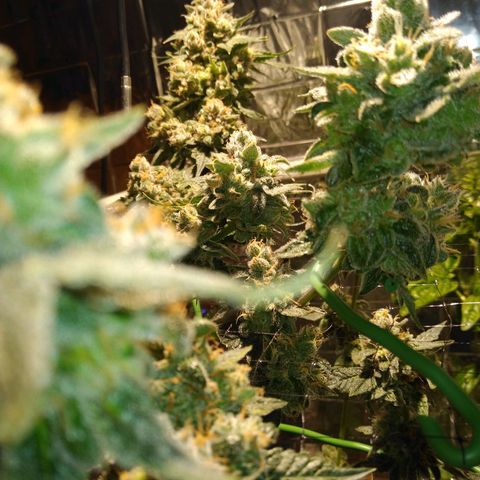 Lemon Garlic OG growlog timeline photo