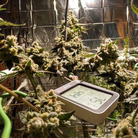 Lemon Garlic OG growlog timeline photo