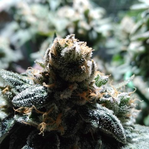 Lemon Garlic OG growlog timeline photo