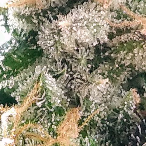 Lemon Garlic OG growlog timeline photo