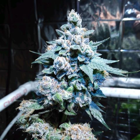 Lemon Garlic OG growlog timeline photo
