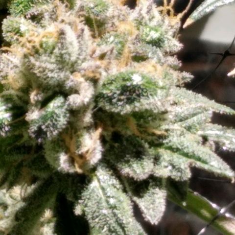Lemon Garlic OG growlog timeline photo