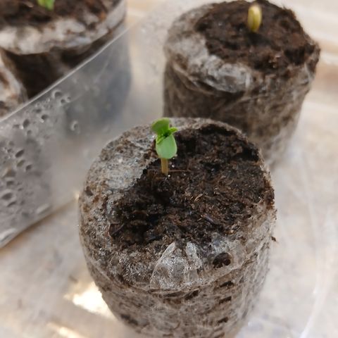 Tangie 1 growlog timeline photo