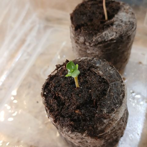 Tangie 2 ILGM  growlog timeline photo