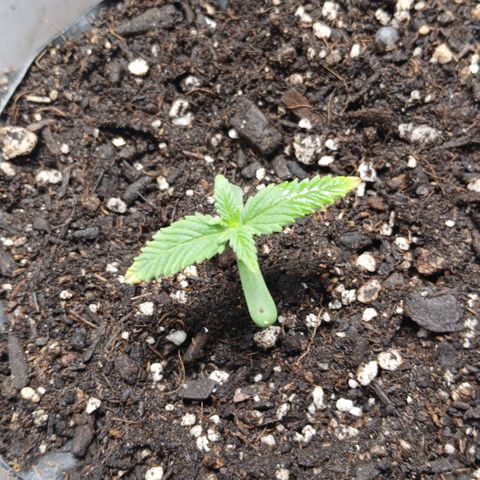 Tangie 1 growlog timeline photo