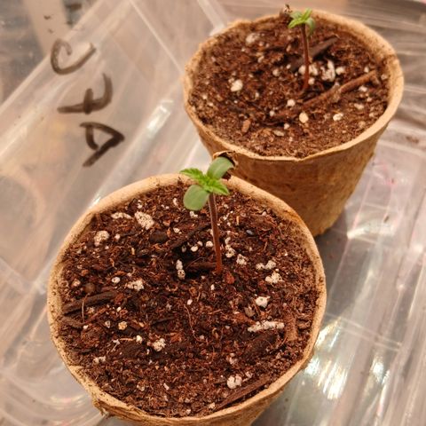 Afghan 2 growlog timeline photo