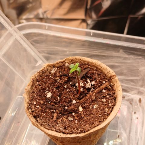 Afghan 2 growlog timeline photo