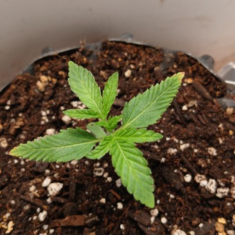 Tangie 1 growlog timeline photo