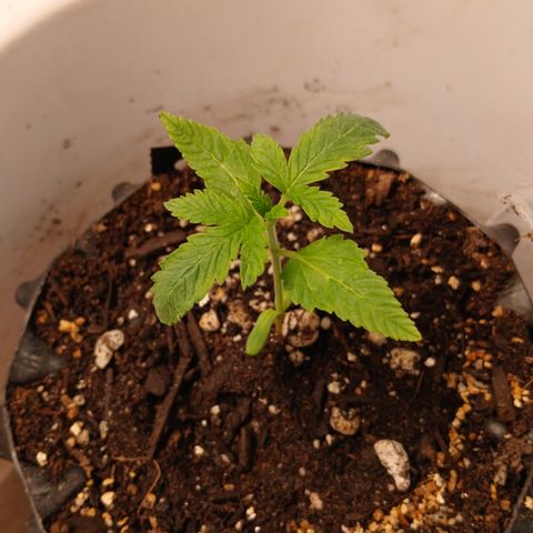 Tangie 2 ILGM  growlog timeline photo