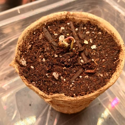 Afghan 2 growlog timeline photo