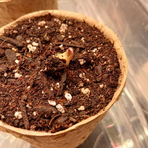 Afghan 2 growlog timeline photo