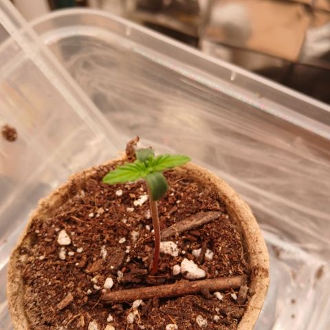 Afghan 2 growlog timeline photo