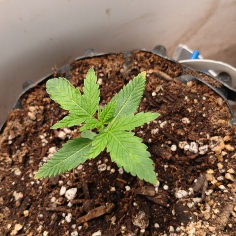Tangie 1 growlog timeline photo