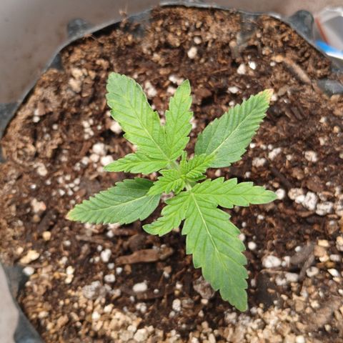 Tangie 1 growlog timeline photo
