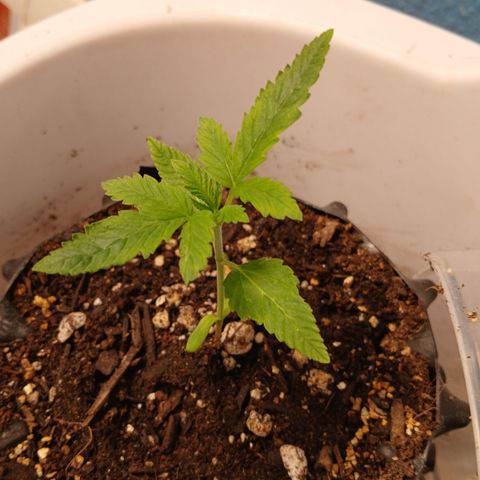 Tangie 2 ILGM  growlog timeline photo