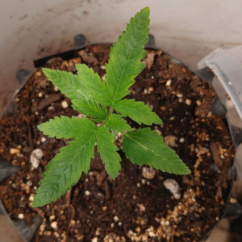 Tangie 2 ILGM  growlog timeline photo