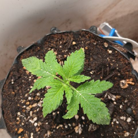 Tangie 1 growlog timeline photo
