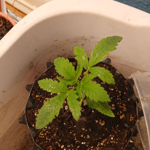 Tangie 2 ILGM  growlog timeline photo