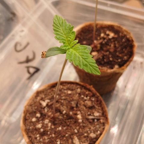Afghan 2 growlog timeline photo